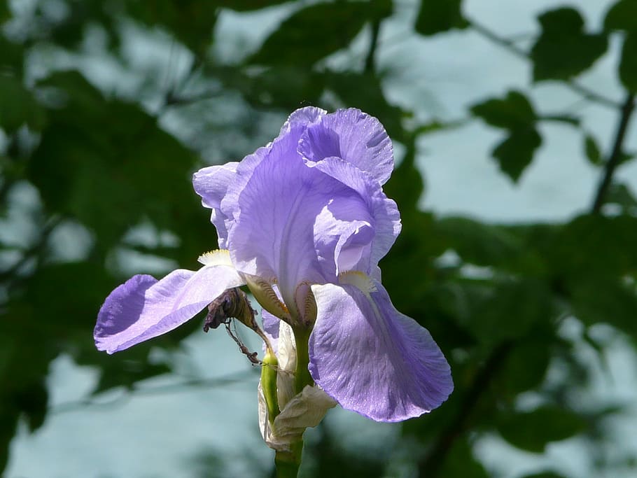 purple iris, macro, nature, plant, leaf, flower, petal, flowering plant HD wallpaper