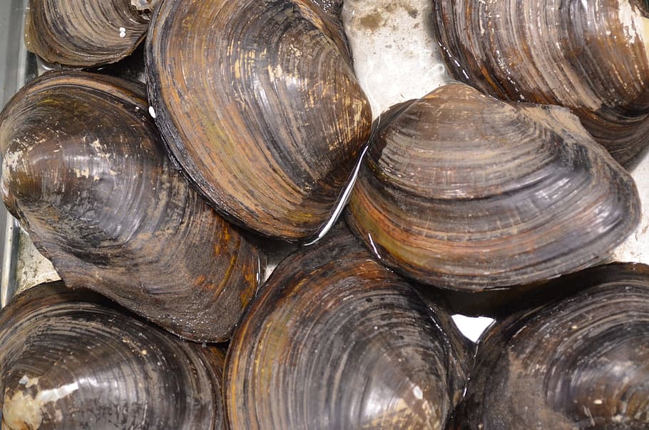 brown scallops, Clam, Shells, Molluscs, Shellfish, seafood HD wallpaper