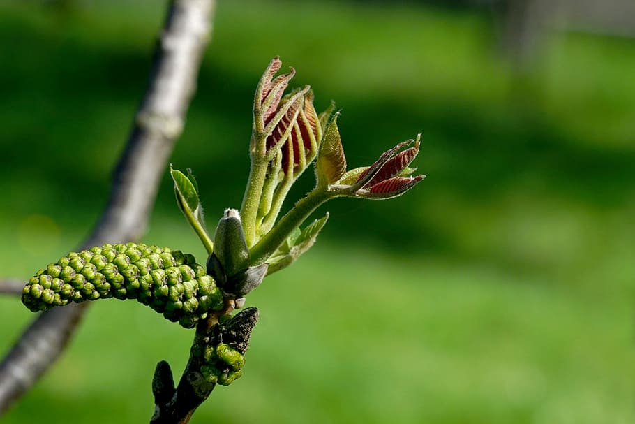 shallow focus photo of plant, nature, leaf, walnut, walnut flower HD wallpaper
