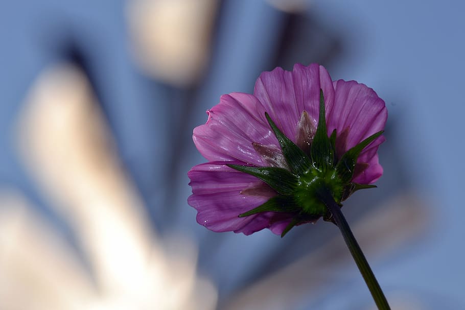 bright flower, foreground, landscape, flowering plant, vulnerability HD wallpaper