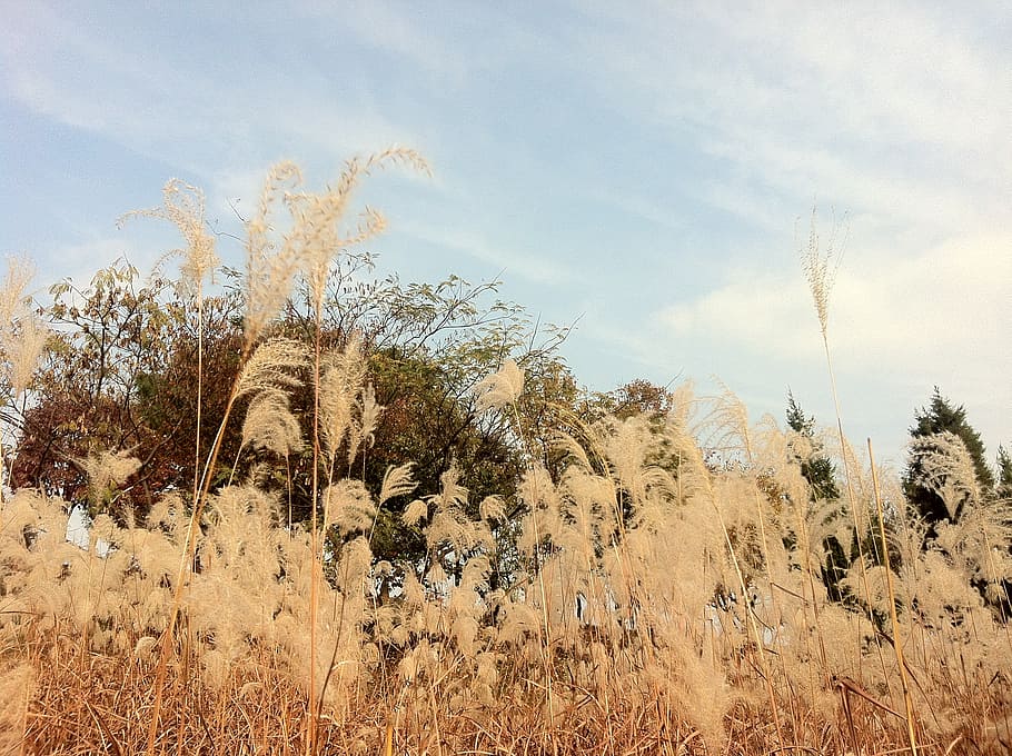 reed, autumn, sky, plant, tree, nature, cloud - sky, day, growth HD wallpaper