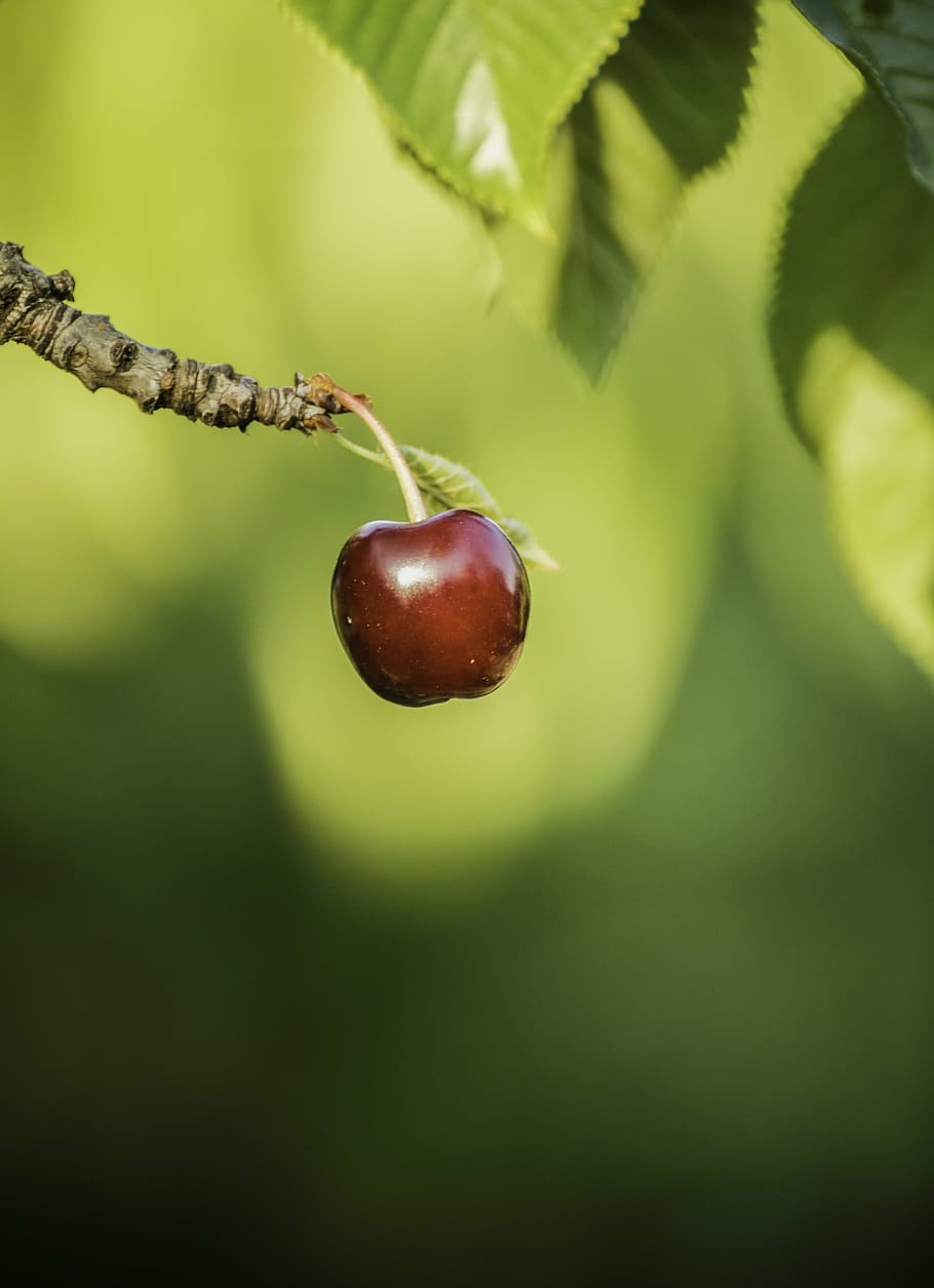 cherry, fruit, eat, summer, red, green, food and drink, healthy eating HD wallpaper