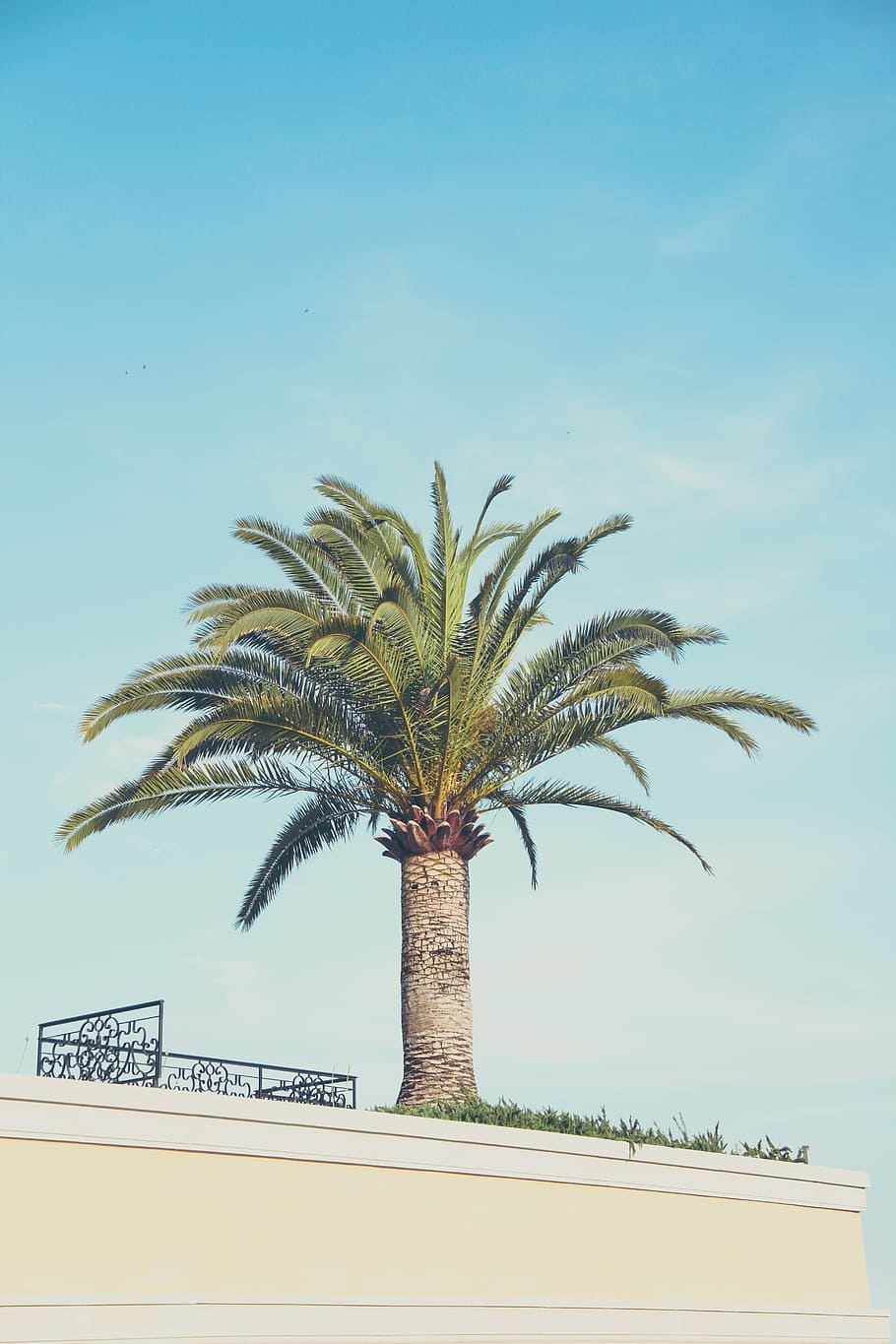 Palm tree, nature, outdoors, sky, blue, no people, day, close-up HD wallpaper