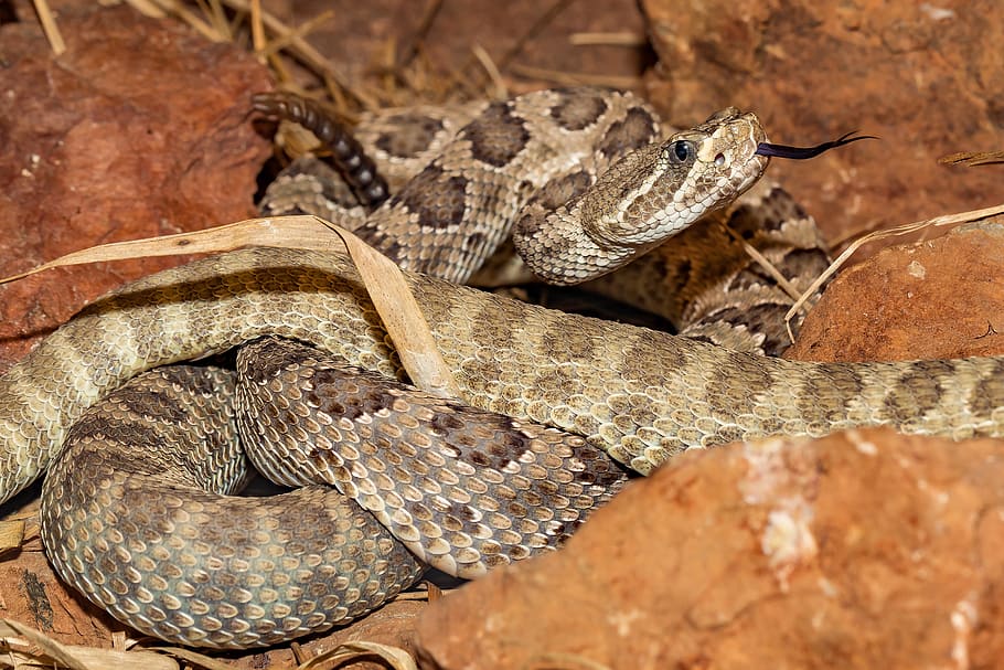 snake, venomous snake, rattlesnake, close up, reptile, dangerous, HD wallpaper