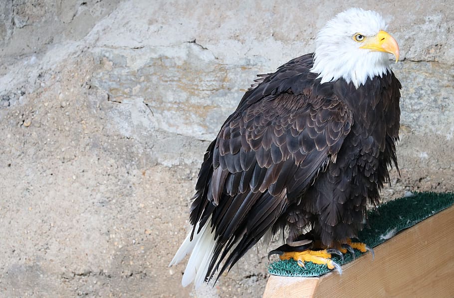 bald eagle, castle guttenberg, raptor, bird of prey waiting HD wallpaper