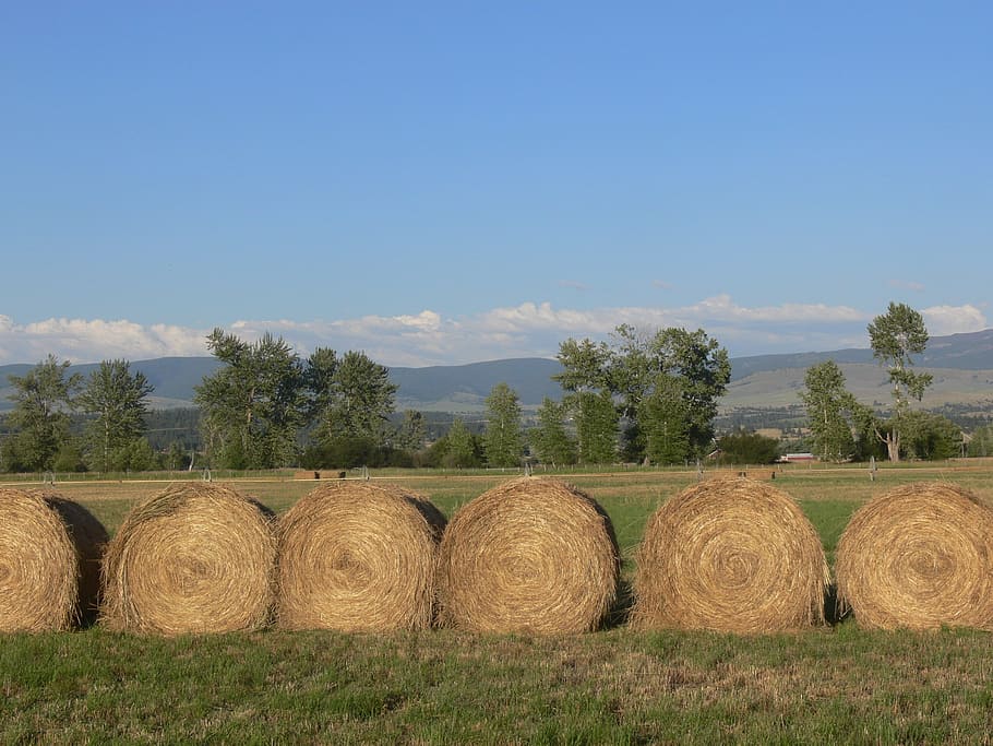haystack, montana, field, agriculture, agricultural, nature HD wallpaper