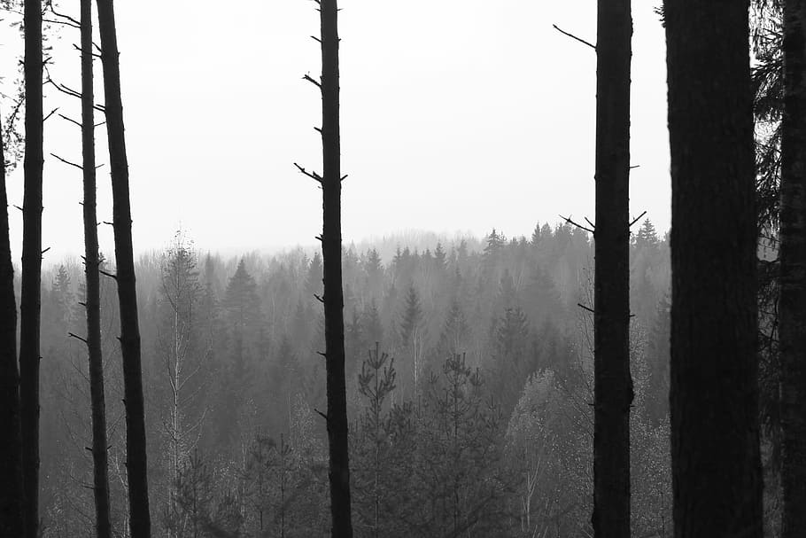 trees surrounded by fogs, grayscale photo of forest covered with fog HD wallpaper