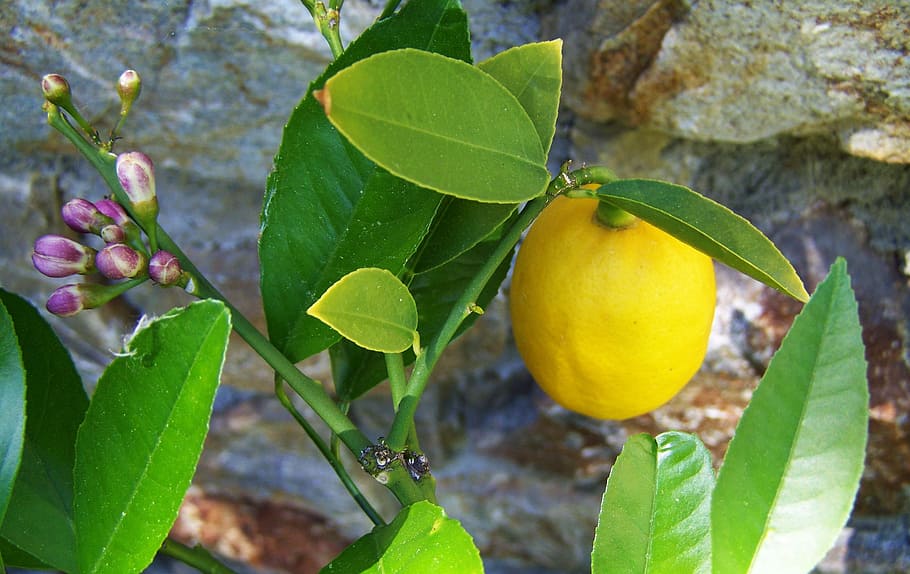 citron, lemon, yellow fruit, leaf, plant part, growth, food HD wallpaper