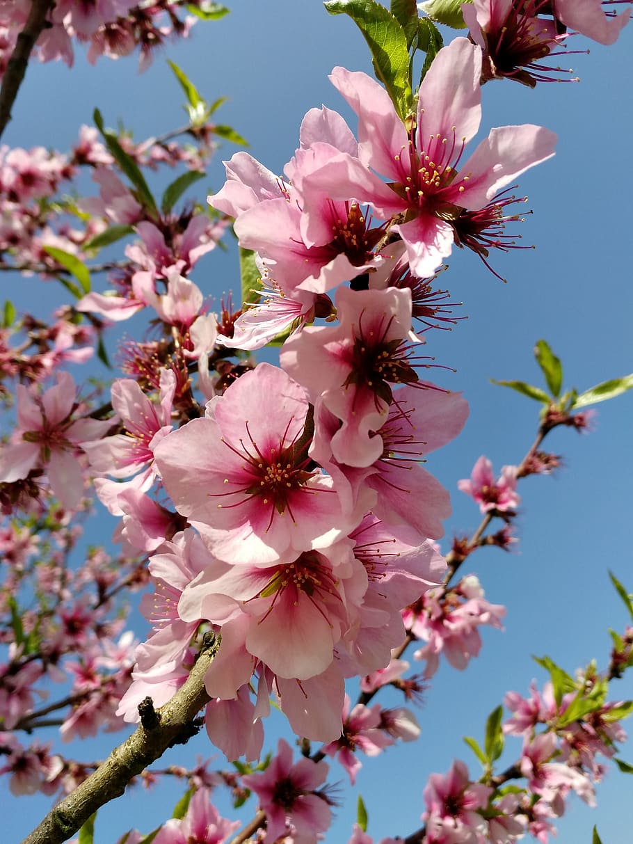 flowers, spring, pink, tree, almond blossom, nature, bloom, HD wallpaper