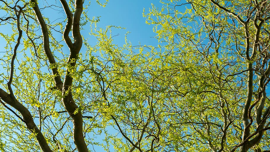 tree, green, nature, macro, green tree, leaves, branches, plant HD wallpaper