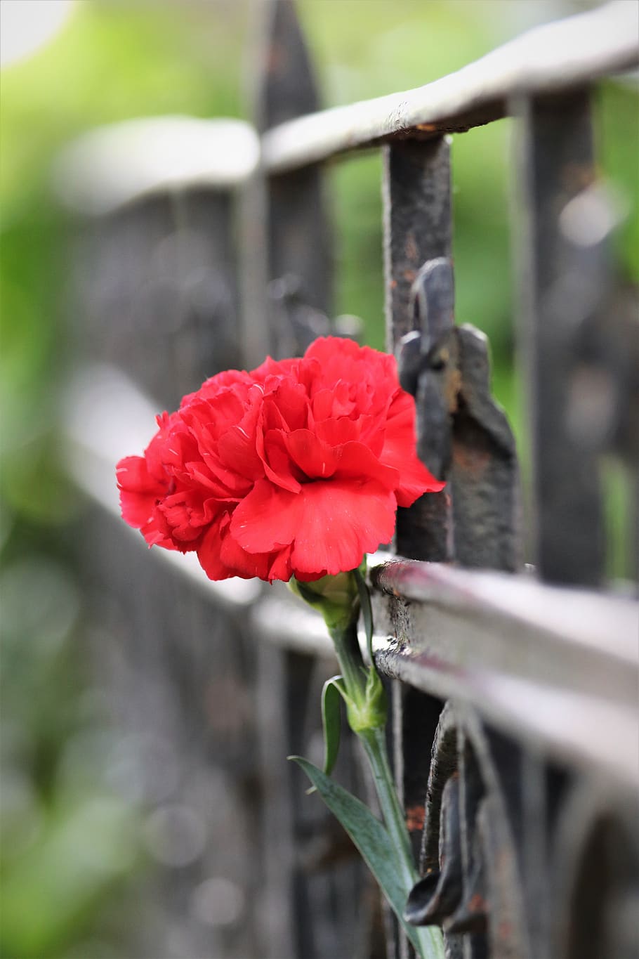 red carnation, iron fence, grave, condolence, remembering, outdoor, HD wallpaper