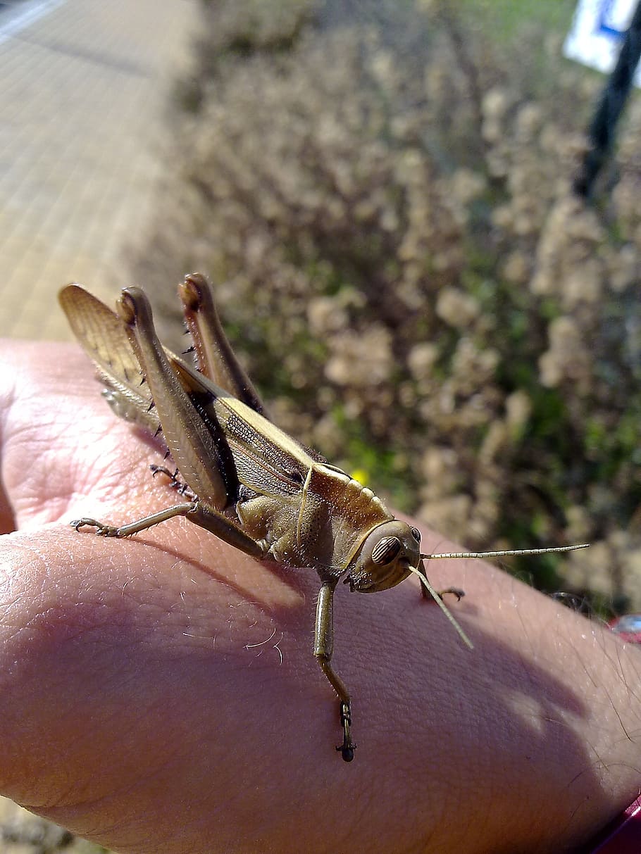 locust, grasshopper, animal, creature, summer, hand, contact HD wallpaper