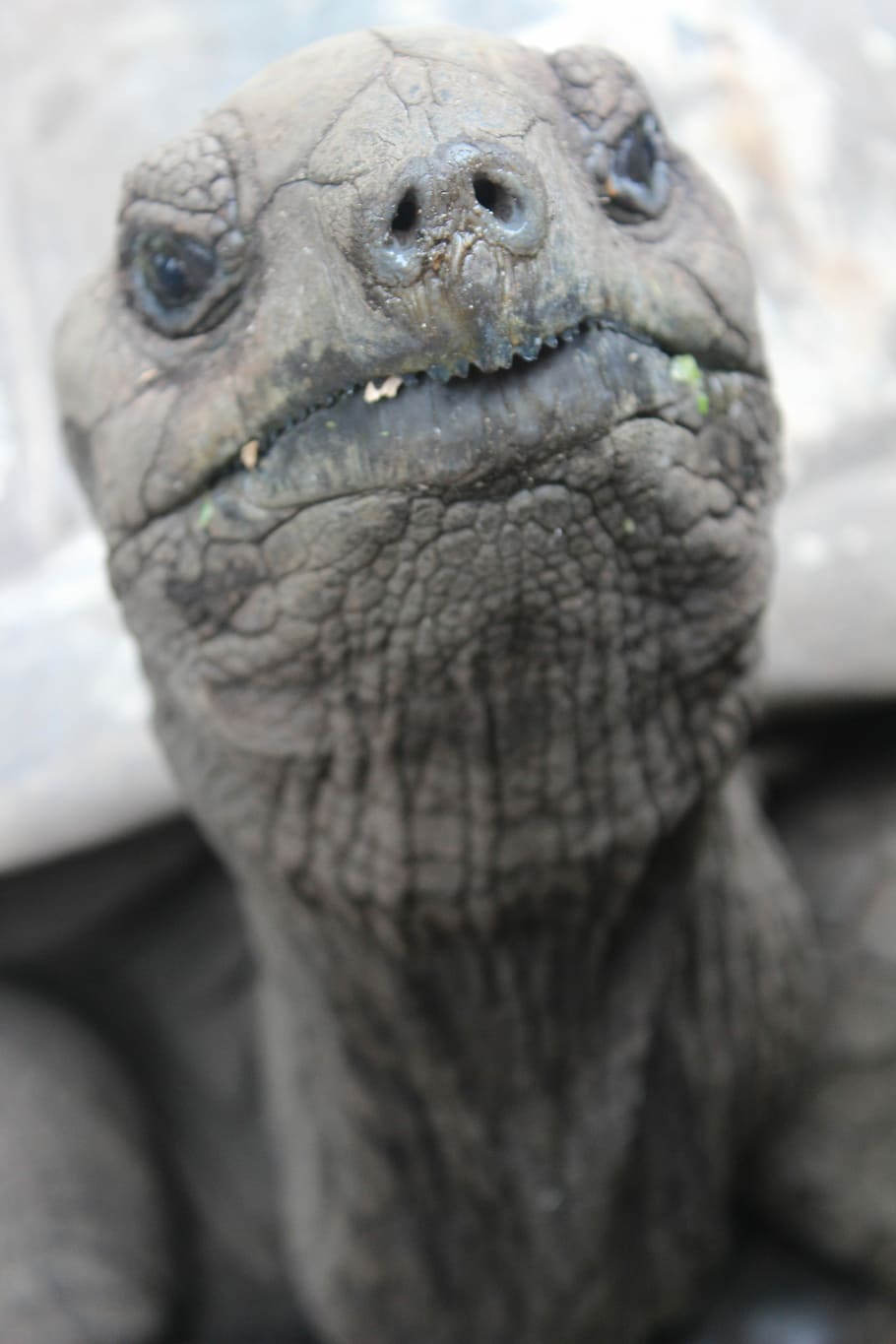Turtle, Seychelles, Tortoise, slowly, giant tortoise, animal body part HD wallpaper
