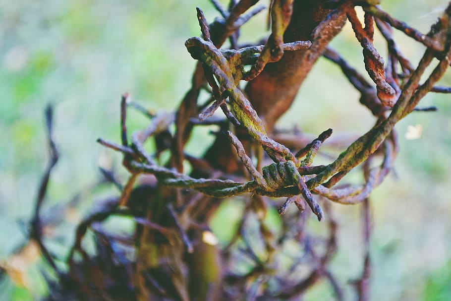 wire, work, nature, branch, tree, close-up, plant, growth, focus on foreground HD wallpaper