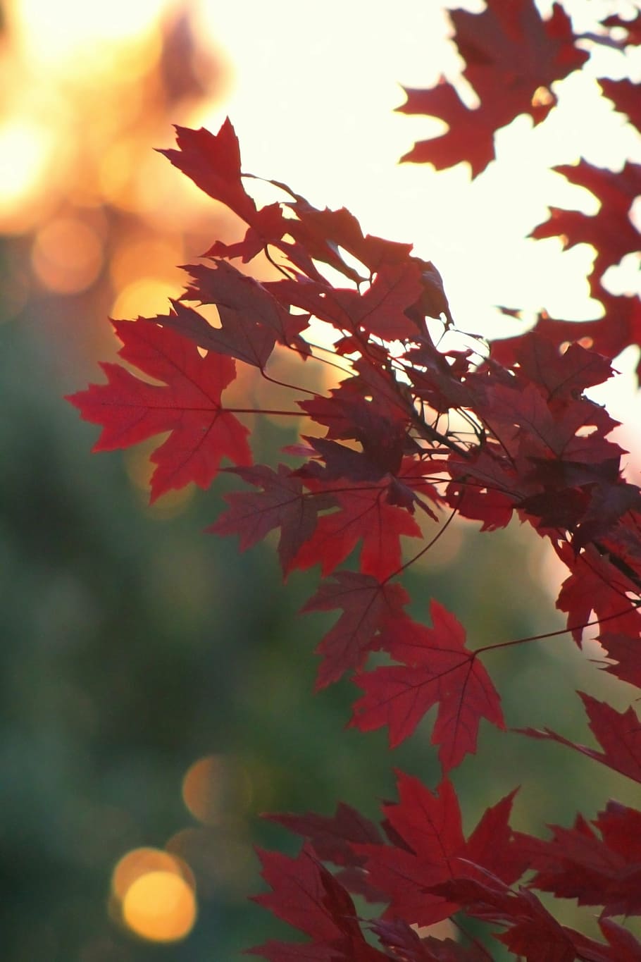 photography of red maple leaf, fall, autumn, tree, fall colors HD wallpaper