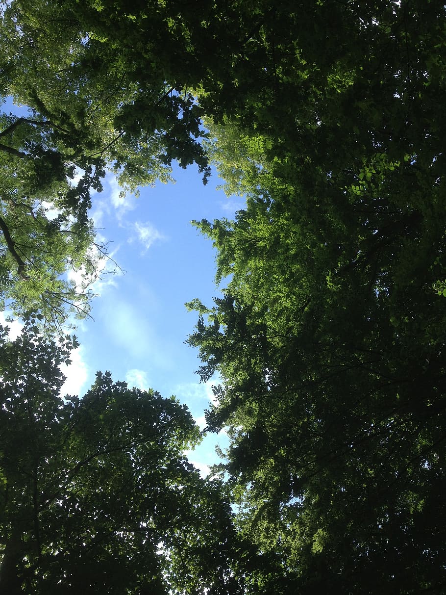 forest glade, canopy, tree, nature, green, treetop, plant, low angle view HD wallpaper