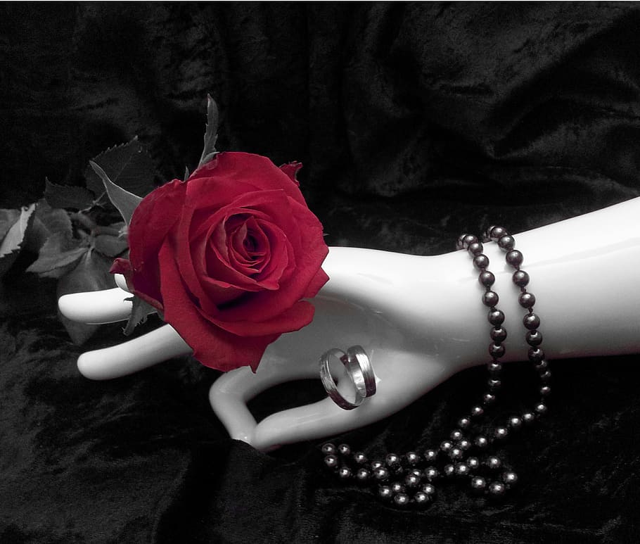 rose, ring, art, flower, flowering plant, rose - flower, red HD wallpaper