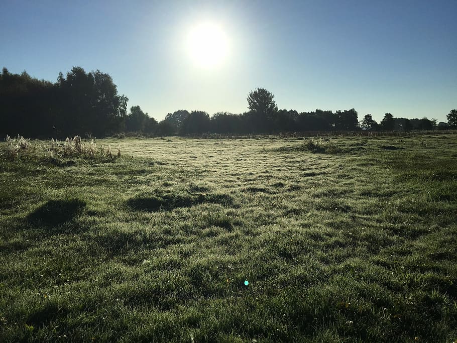 Meadow, Trees, Rest, Landscape, Nature, sky, green, fog, mood HD wallpaper