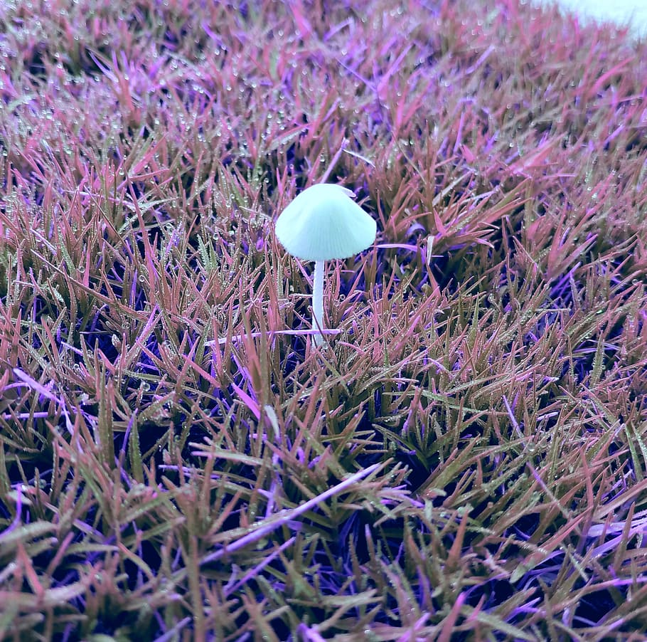 nature, grass, freshness, plant, growth, land, field, purple HD wallpaper