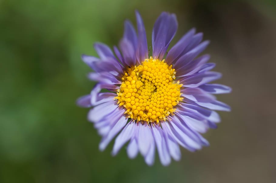 aster, purple, flower, flowering plant, freshness, vulnerability HD wallpaper