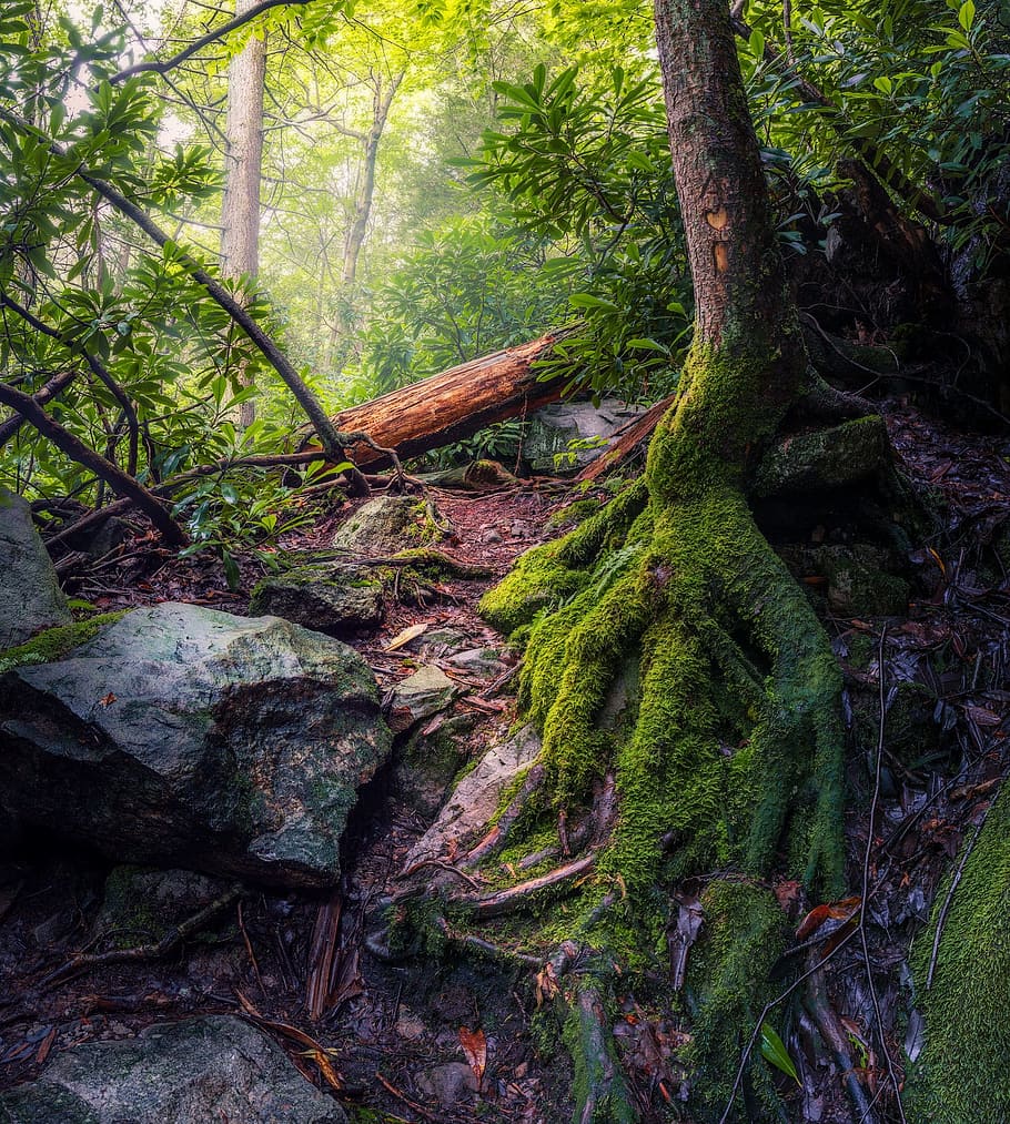 green moss covering brown tree roots wallpaper, nature, trees HD wallpaper