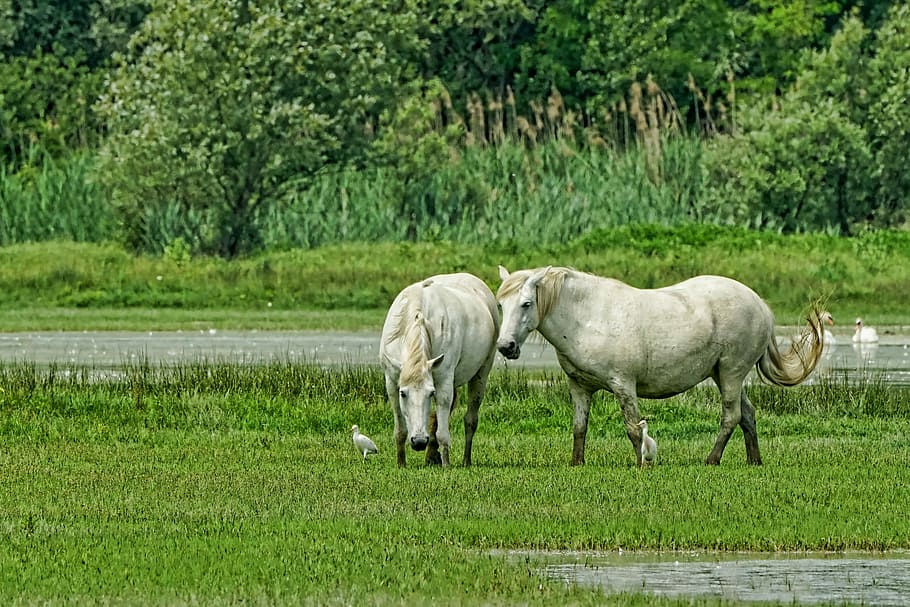 two white horses near pond, nature, animals, mold, mammal, wildlife photography, HD wallpaper