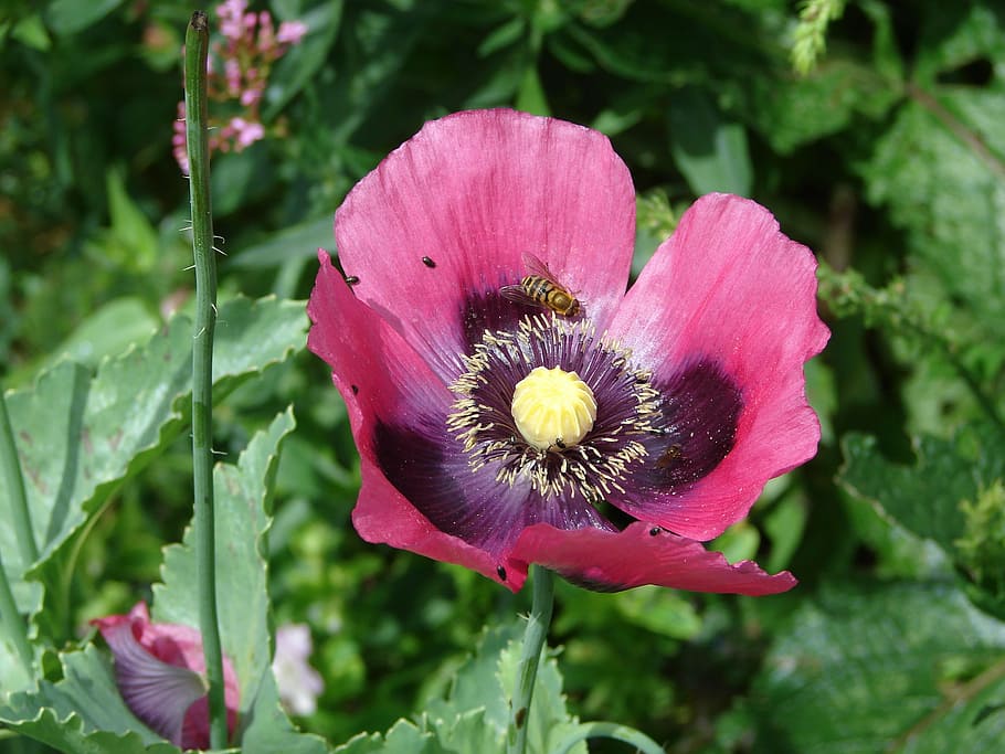 flower, violet, petal, bee, garden, nature, spring, color, wild flower HD wallpaper