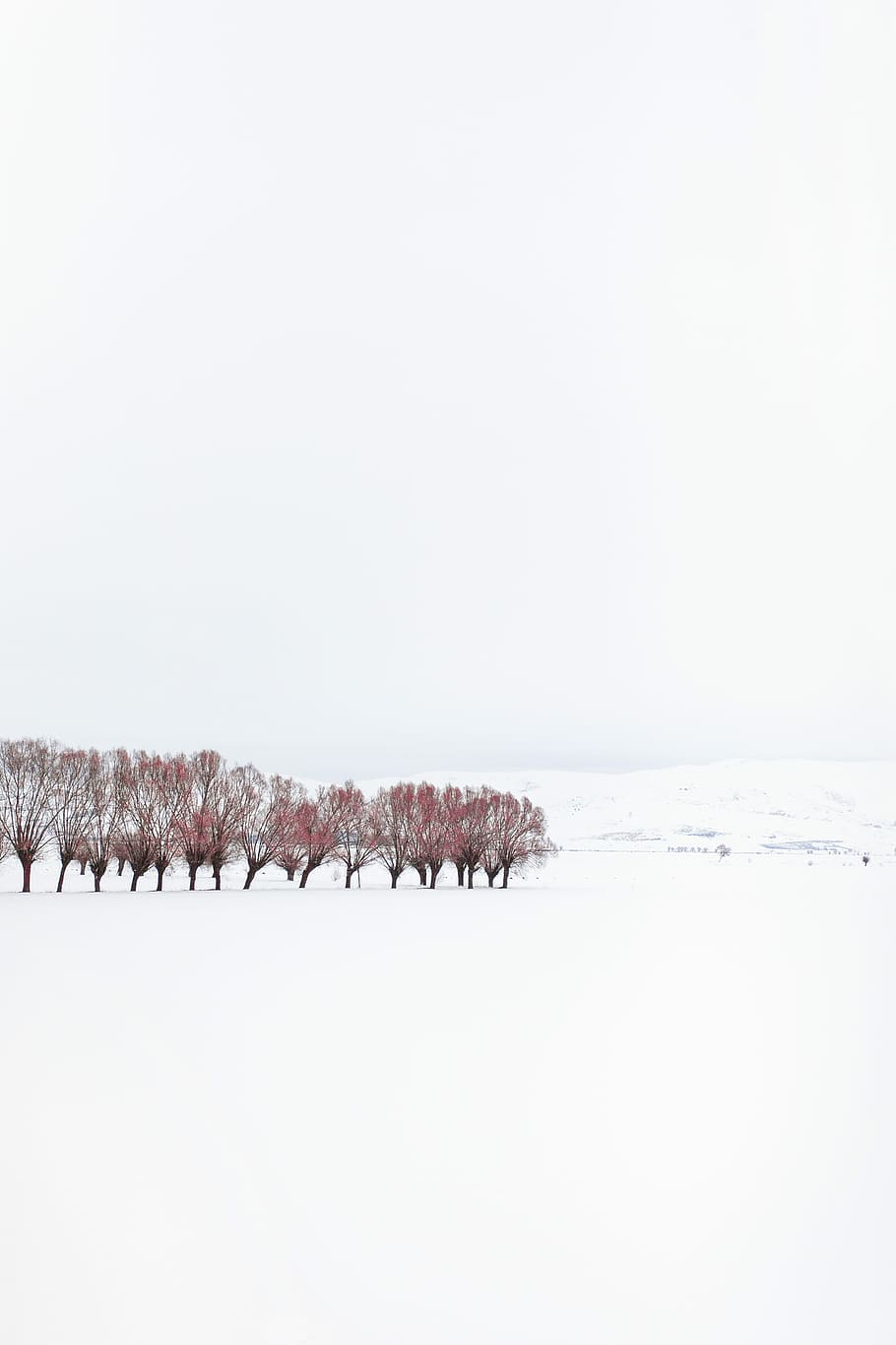 cherry blossom on snowfield, trees on snowy field, landscape HD wallpaper