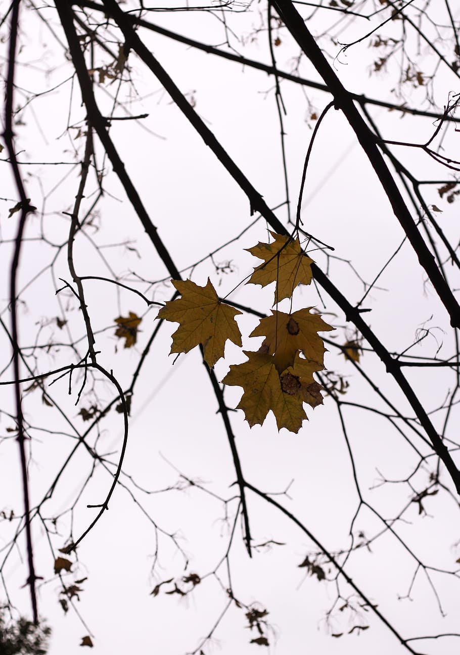 the leaves, gold, cold, tree, light, emotion, trees, season HD wallpaper