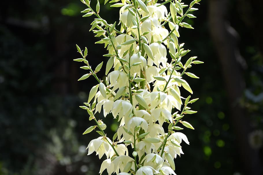 closeup photo of white yucca flowers during daytime, Summer, Sun HD wallpaper