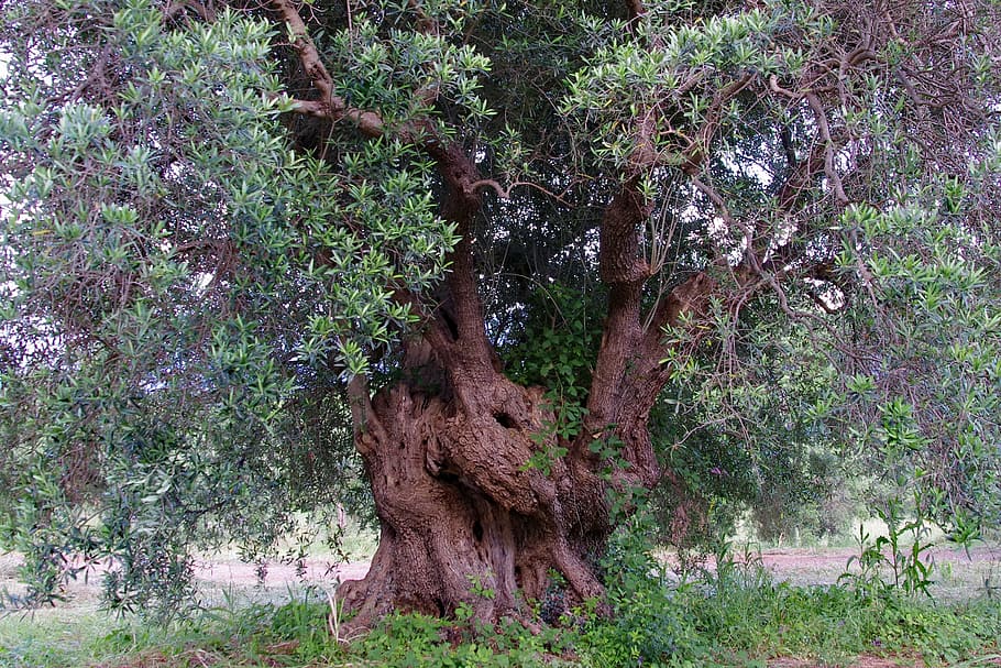 green and brown leafed tree, Olive Tree, Olive Grove, trees HD wallpaper