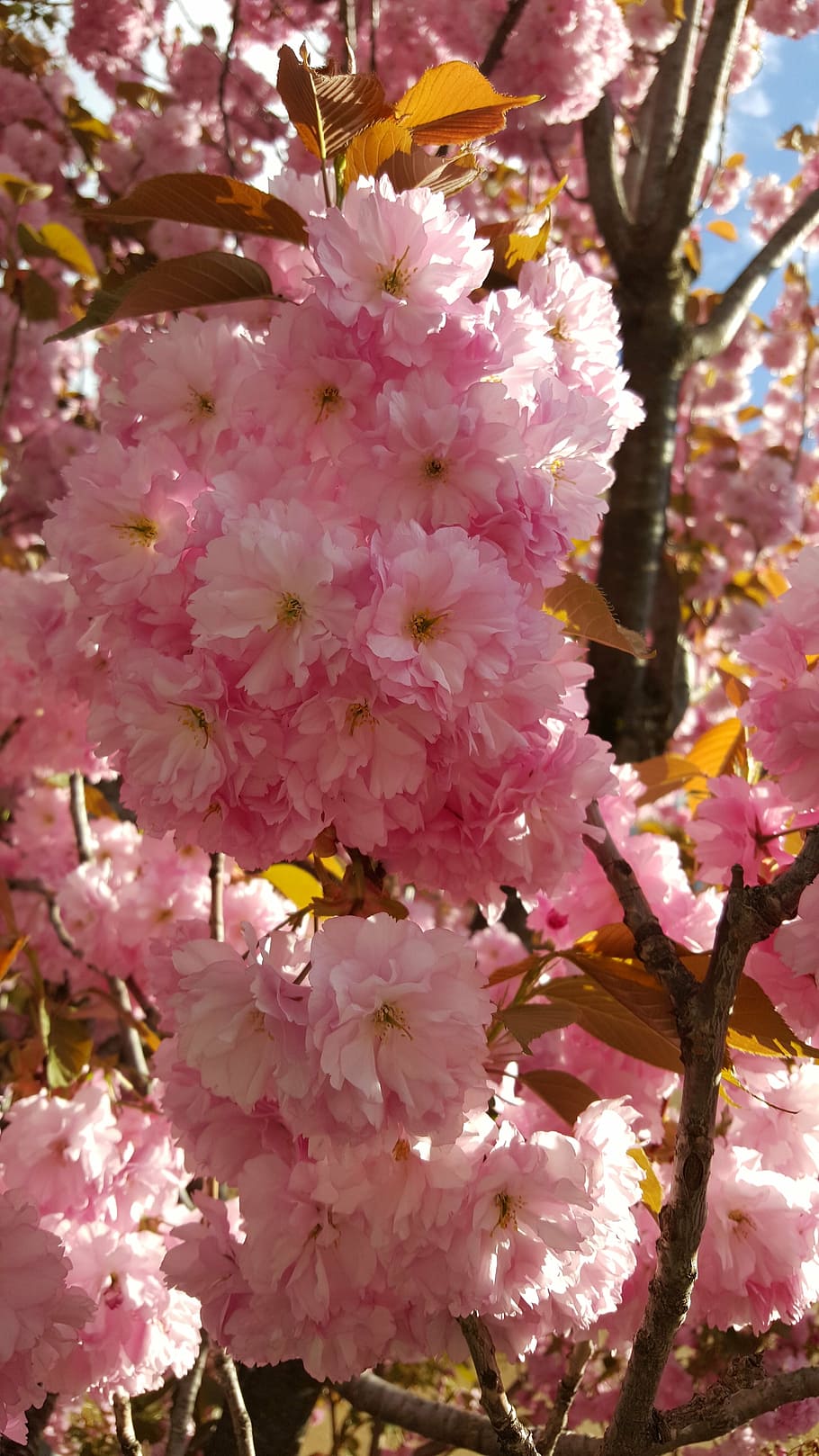 spring, blossom, bloom, fruit tree, flowers, plant, nature HD wallpaper