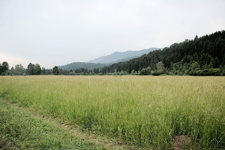 field of green grasses within mountain range during daytime, green grass field and mountain HD wallpaper
