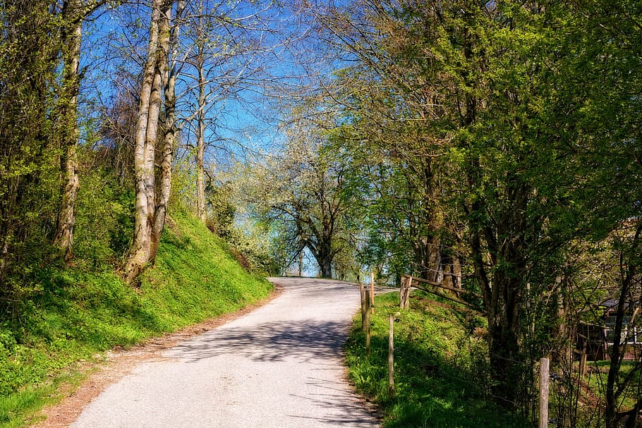 Spring, Road, Away, Forest, Nature Trail, trees, asphalt, the way forward HD wallpaper