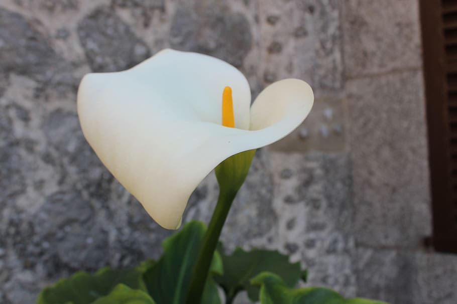flower, cala, white, petal, plant, flowering plant, close-up HD wallpaper