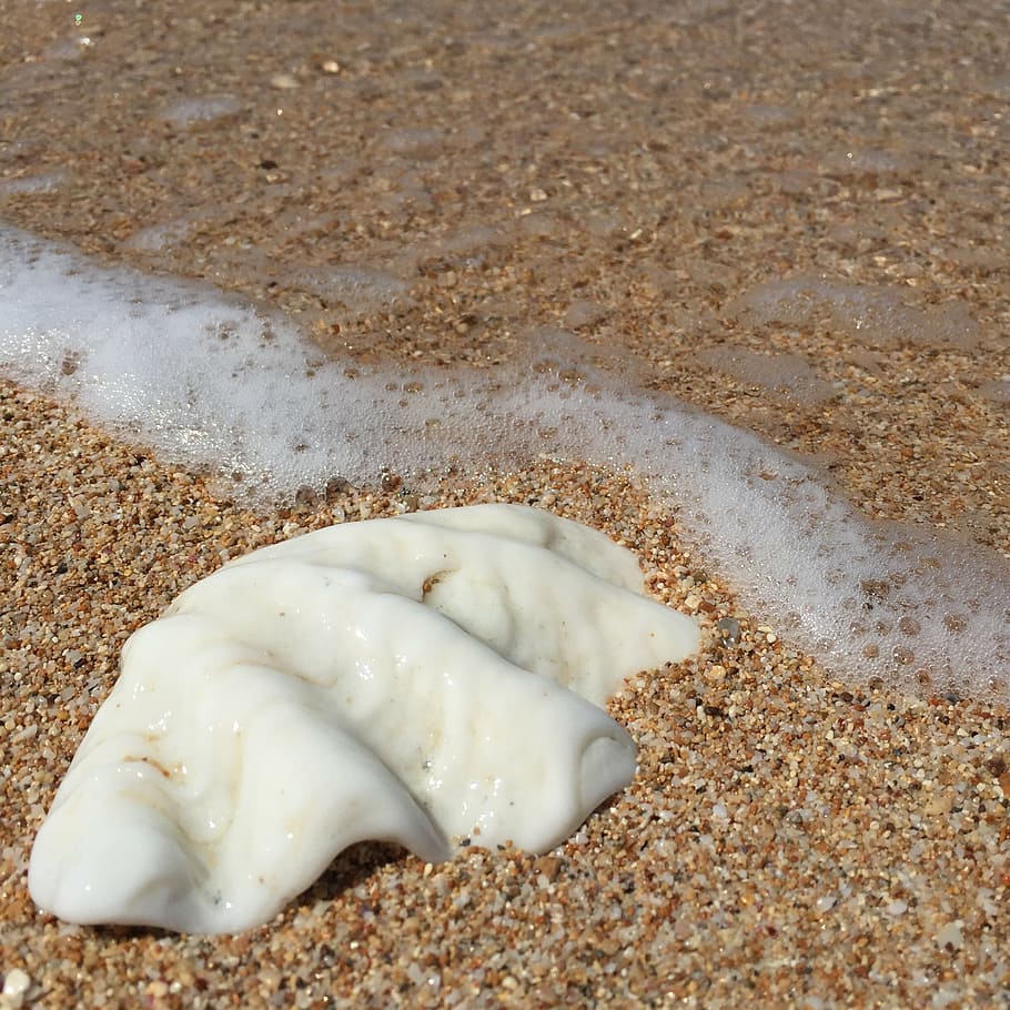 beach, shell, ocean, sand, sea, summer, water, outdoor, australia HD wallpaper