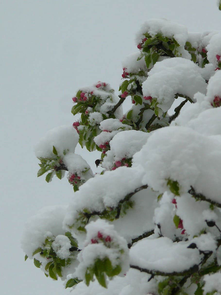 Winter, Spring, Contrast, Tree, Flowers, nature, plant, white HD wallpaper