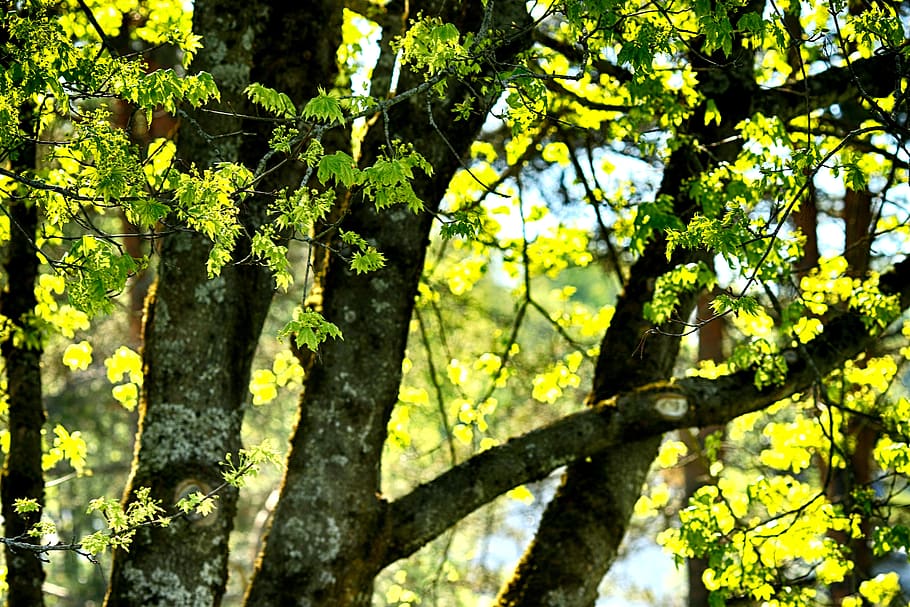 tree, leaf, wood, nature, spring, plant, growth, branch, trunk HD wallpaper