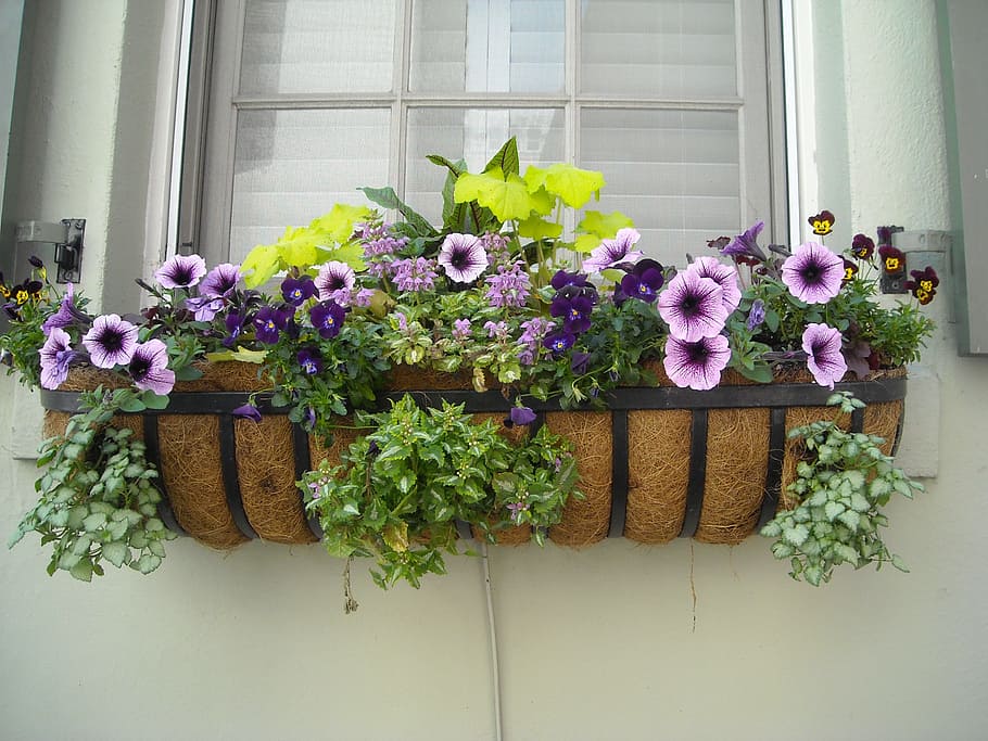 purple and green flowers, window box, house, architecture, exterior HD wallpaper
