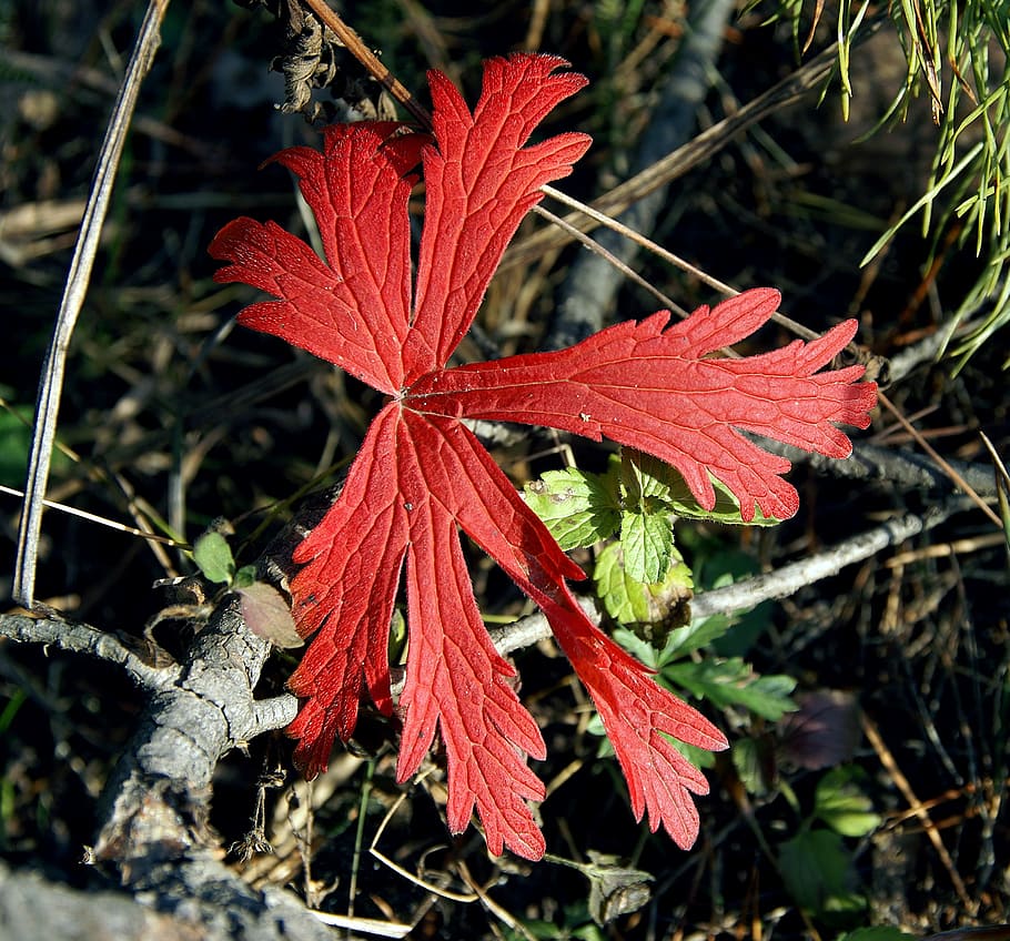 Strawberry, Leaf, Red, One, Closeup, strawberry leaf, wild strawberry HD wallpaper