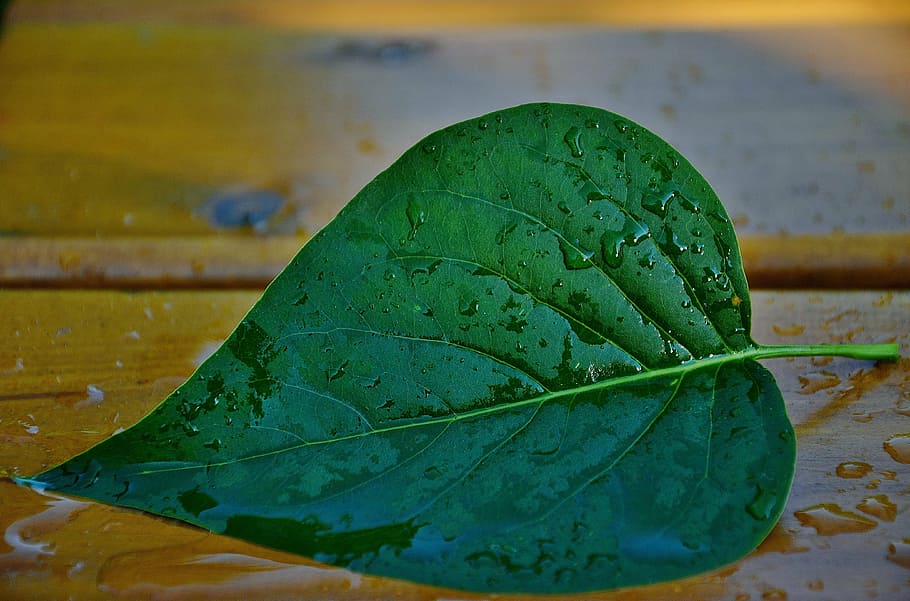 green cordate leaf placed on beige wooden board, leaves, green leaf HD wallpaper