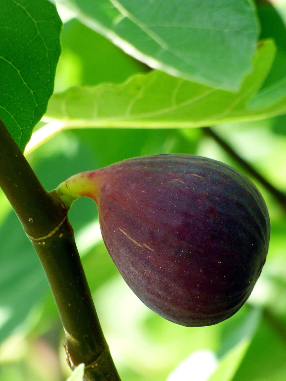 fig, fruit, food, nature, summer, fig tree, eatables, green, HD wallpaper