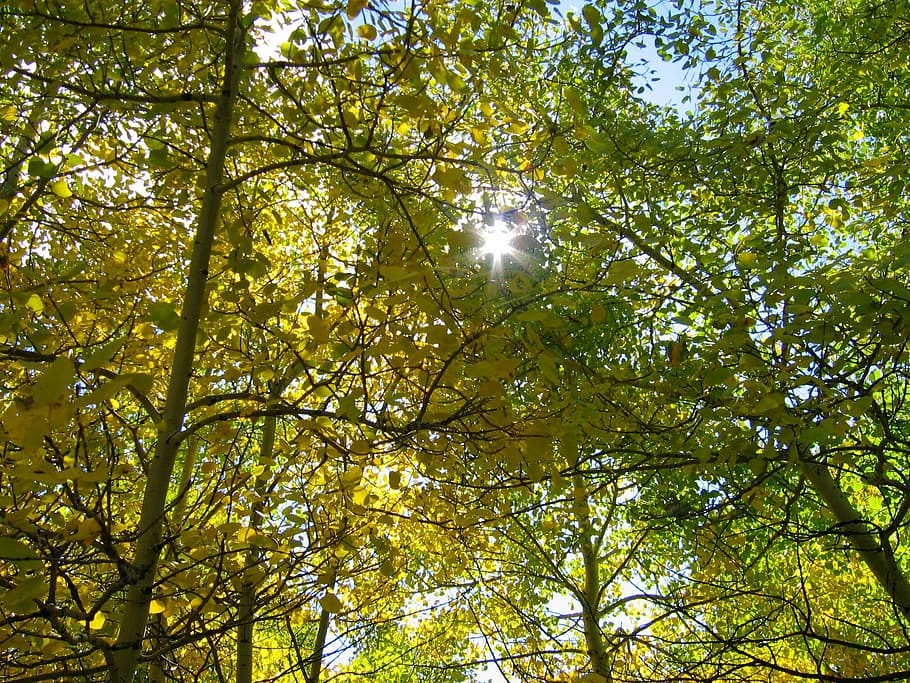 Trees, Sun, Forest, Nature, Sunburst, branch, low angle view HD wallpaper