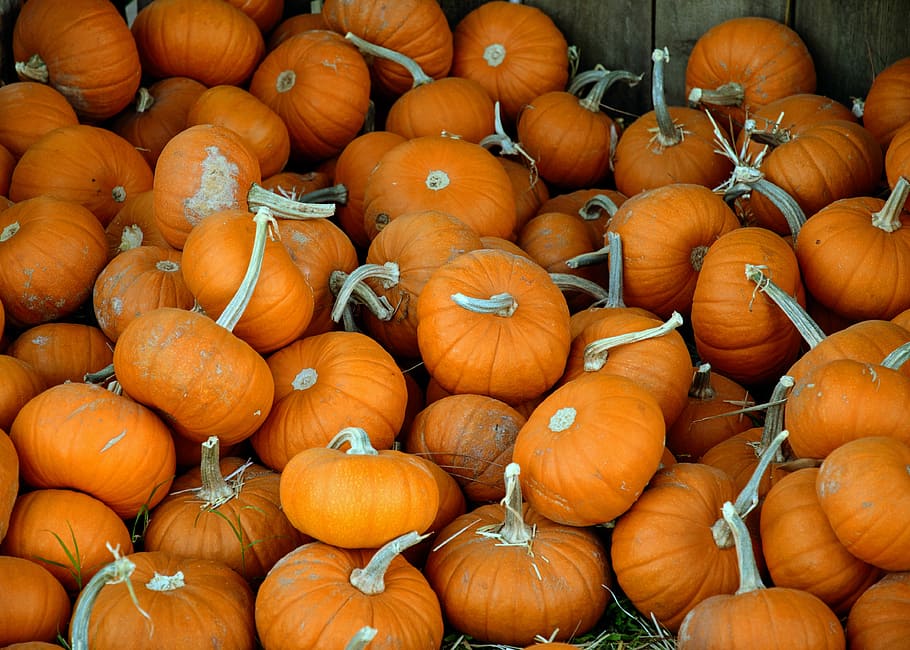 landscape photography of orange pumpkin lot, squash lot, gourd HD wallpaper