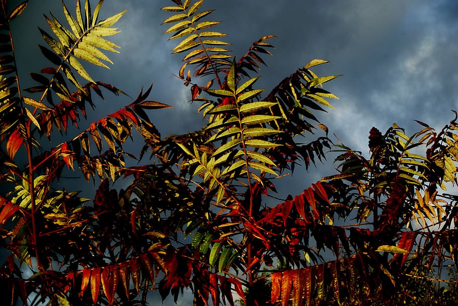staghorn, tree, leaf, contrast, clouds, grey, nature, branches HD wallpaper