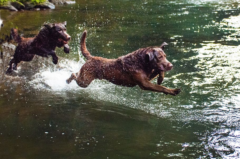 Dogs, Pets, Water, chesapeake bay retriever, animal, nature, HD wallpaper