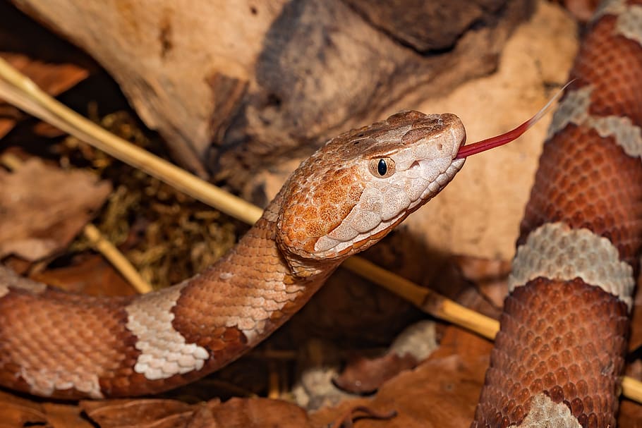 snake, venomous snake, copper head, close up, reptile, dangerous, HD wallpaper