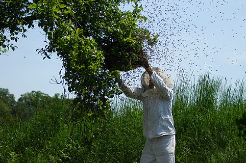 person holding beekeeping frame from tree, hive, bees, honey bees HD wallpaper