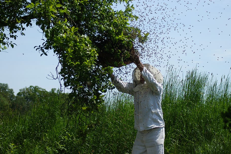 person holding beekeeping frame from tree, hive, bees, honey bees