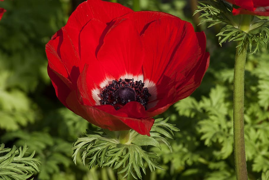 flower, anemone, spring, flowering, flowering plant, red, freshness HD wallpaper